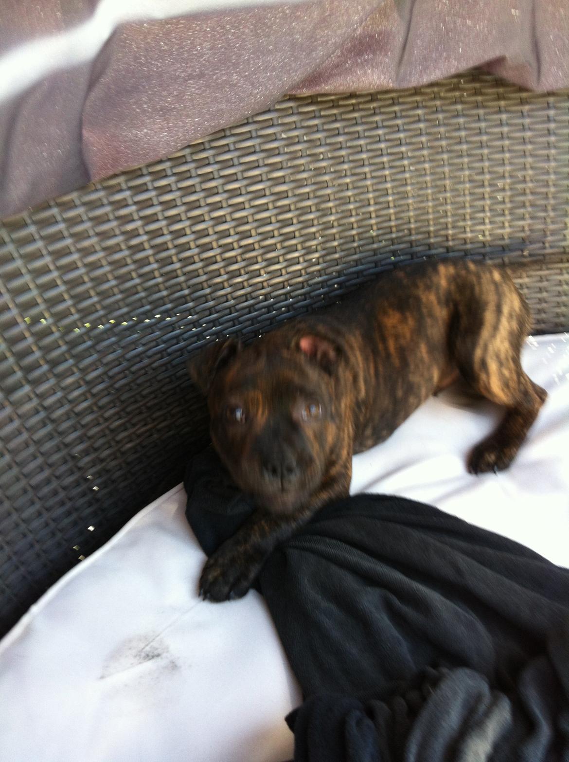 Staffordshire bull terrier Huxi billede 20