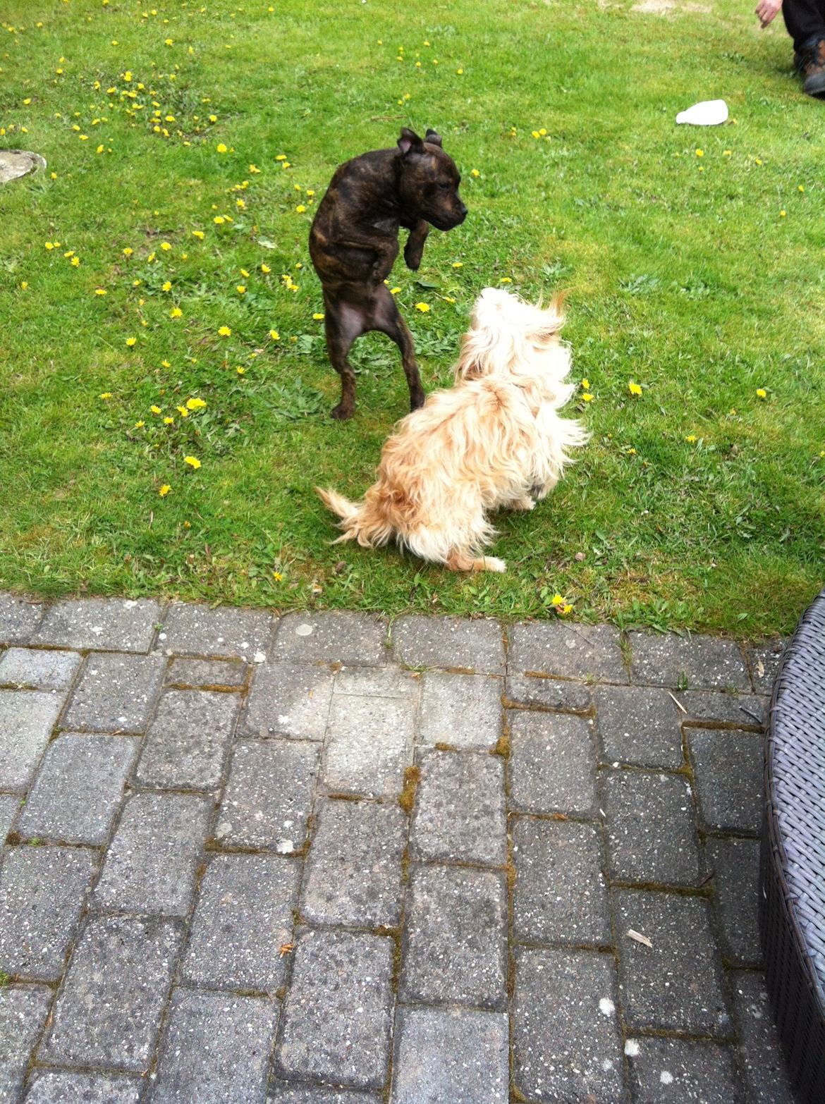 Staffordshire bull terrier Huxi billede 21