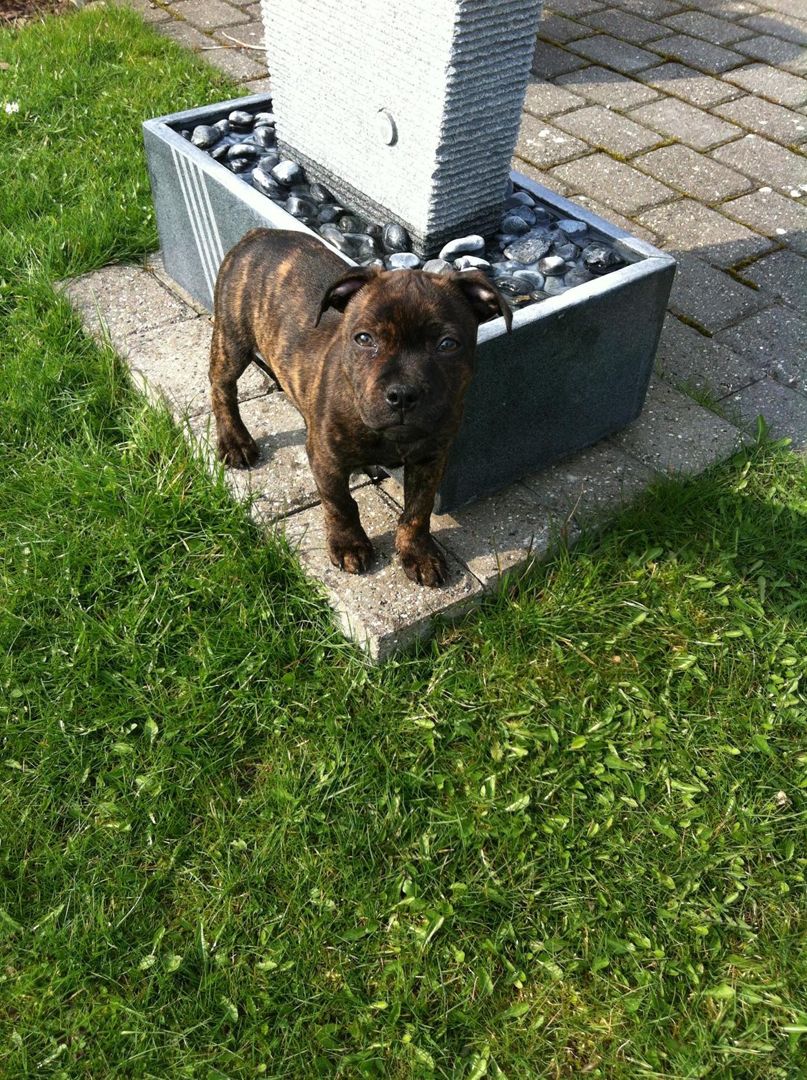 Staffordshire bull terrier Huxi billede 12