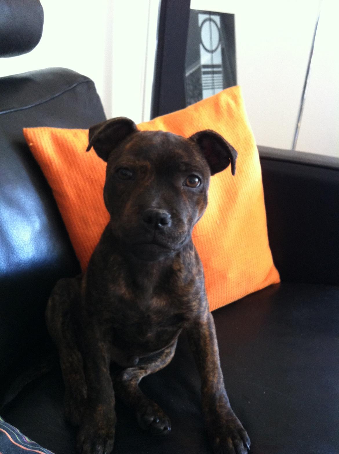 Staffordshire bull terrier Huxi billede 23