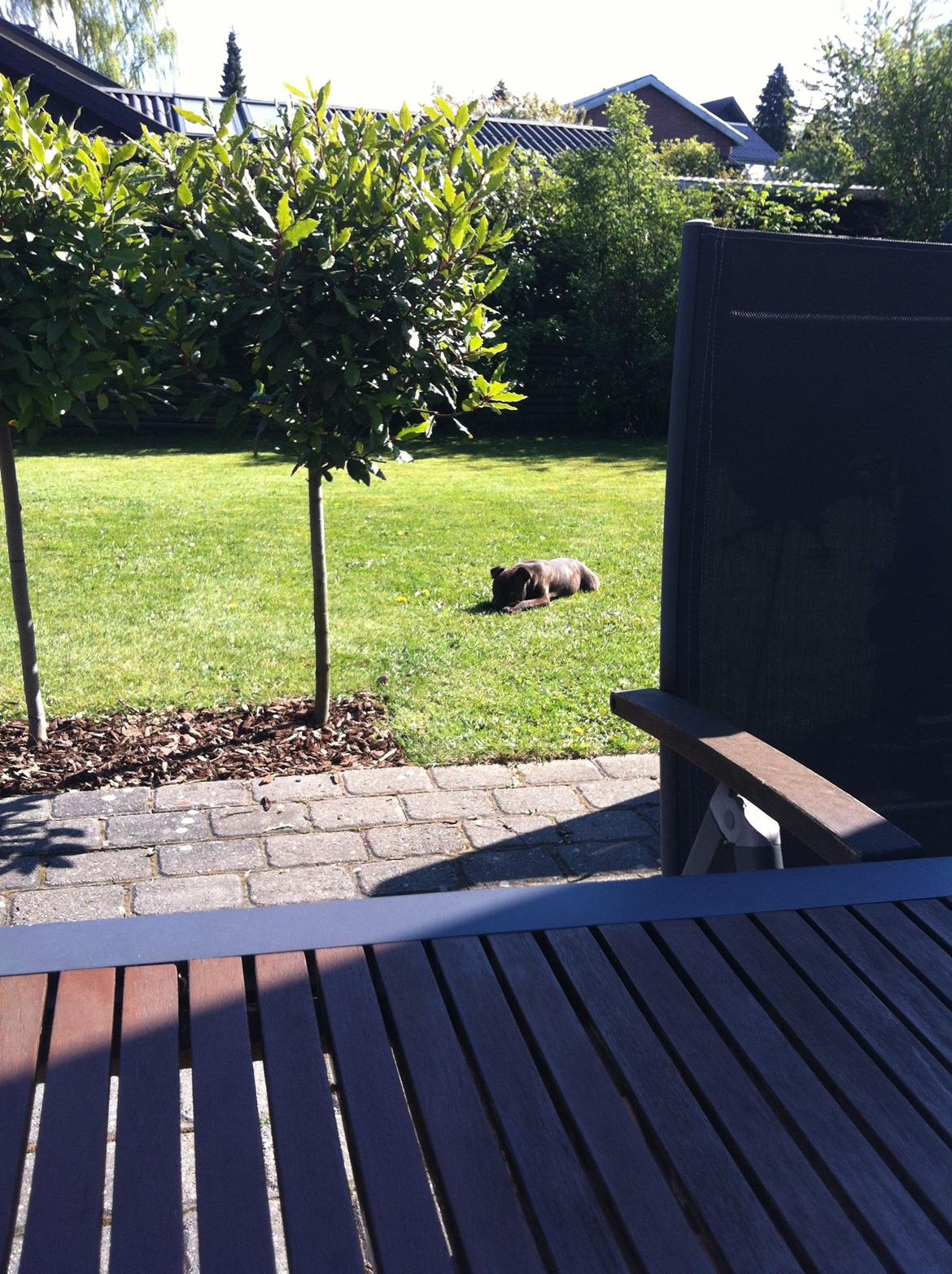 Staffordshire bull terrier Huxi billede 24