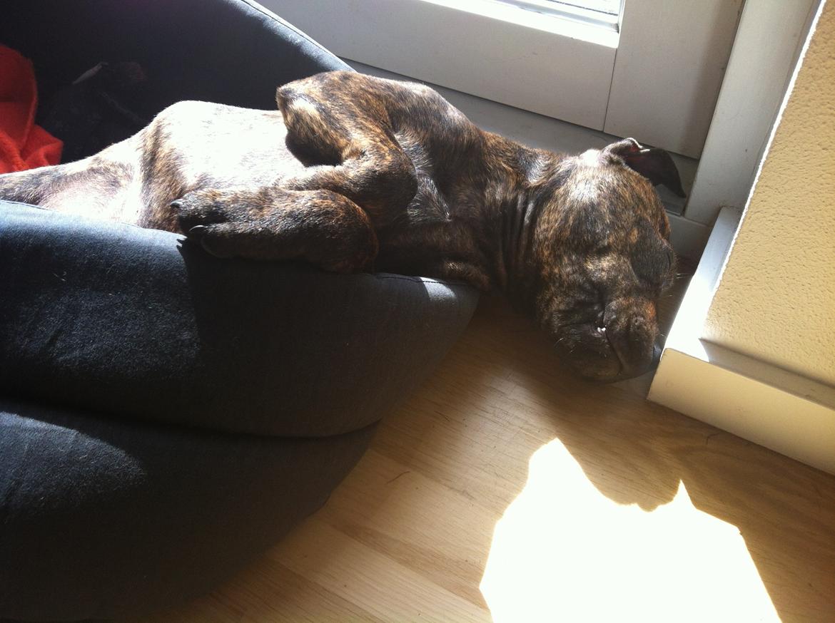 Staffordshire bull terrier Huxi billede 25