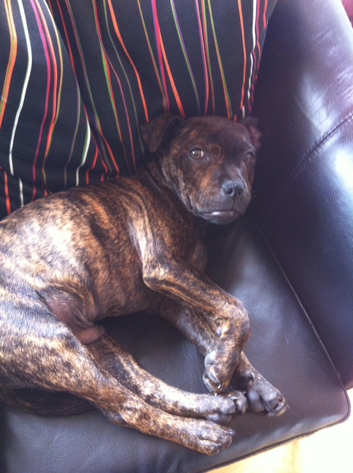 Staffordshire bull terrier Huxi billede 26