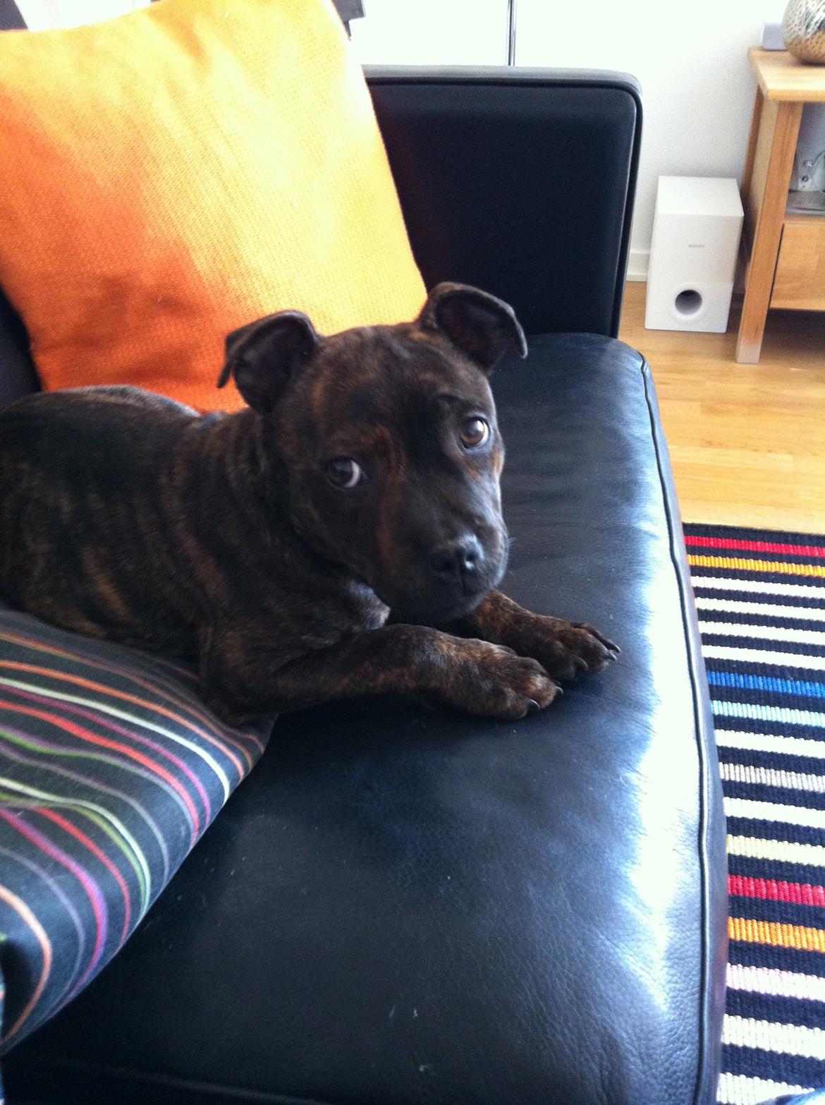 Staffordshire bull terrier Huxi billede 22