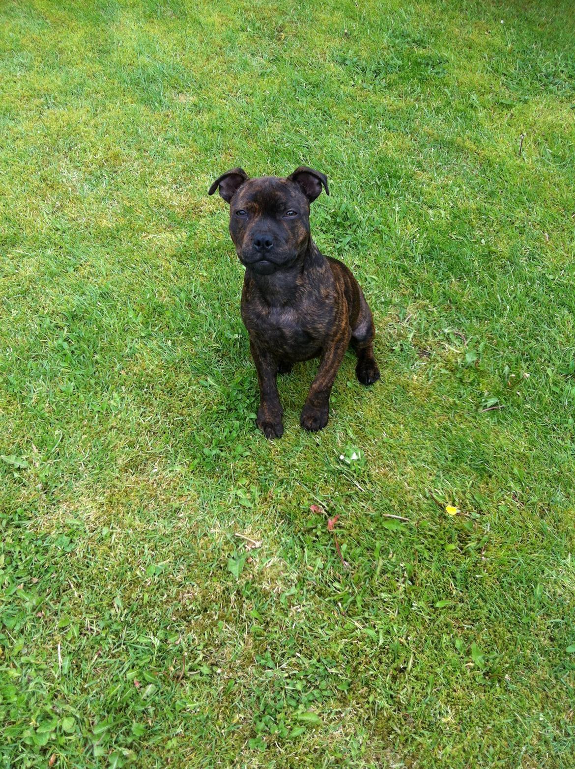 Staffordshire bull terrier Huxi billede 27