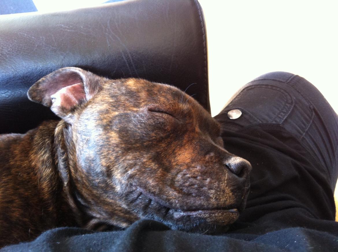 Staffordshire bull terrier Huxi billede 29