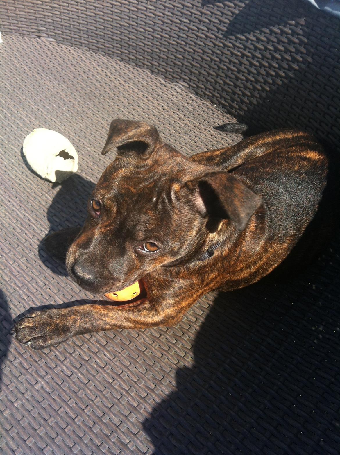 Staffordshire bull terrier Huxi billede 30