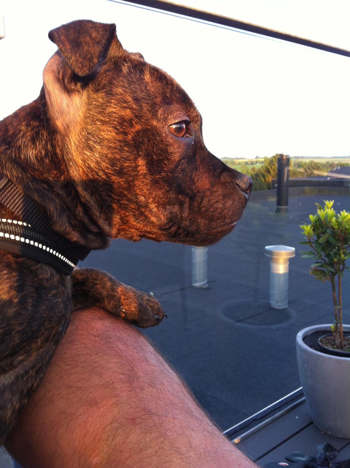 Staffordshire bull terrier Huxi billede 1