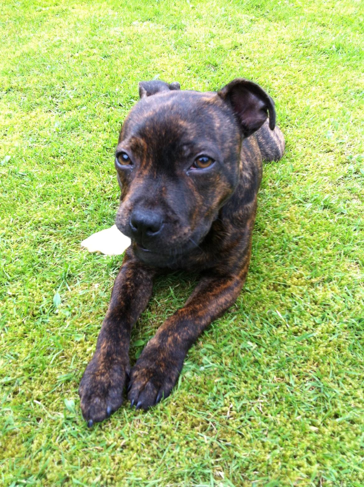 Staffordshire bull terrier Huxi billede 28