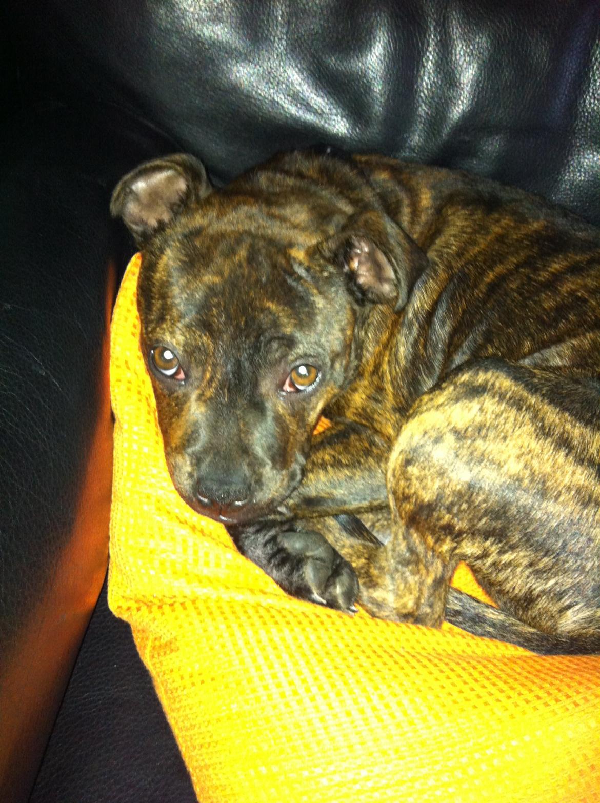 Staffordshire bull terrier Huxi billede 31