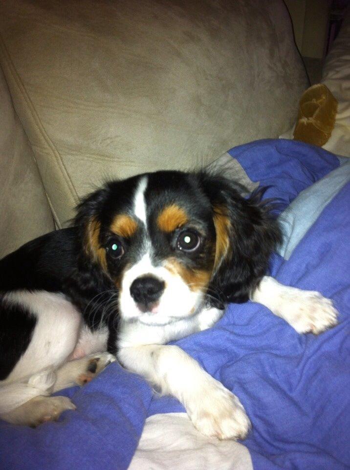 Cavalier king charles spaniel Luke billede 1