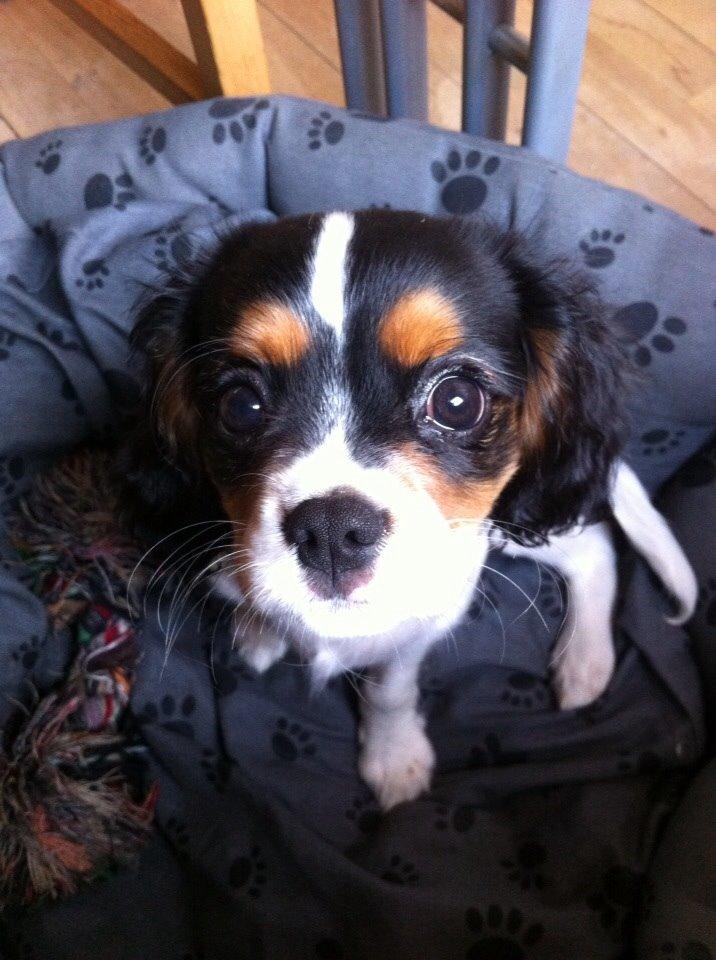 Cavalier king charles spaniel Luke billede 2