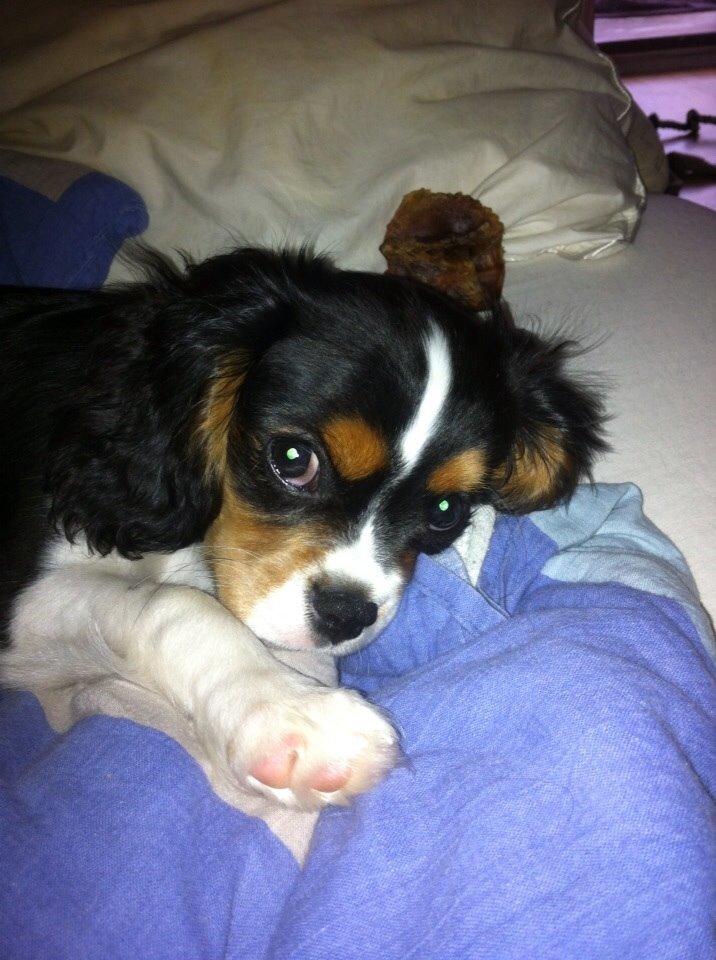 Cavalier king charles spaniel Luke billede 3