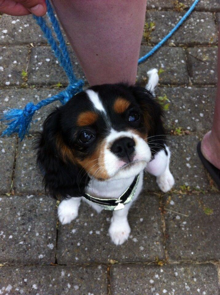Cavalier king charles spaniel Luke billede 4