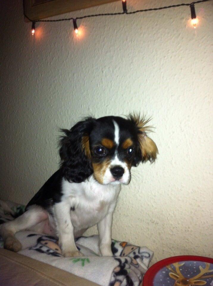 Cavalier king charles spaniel Luke billede 5