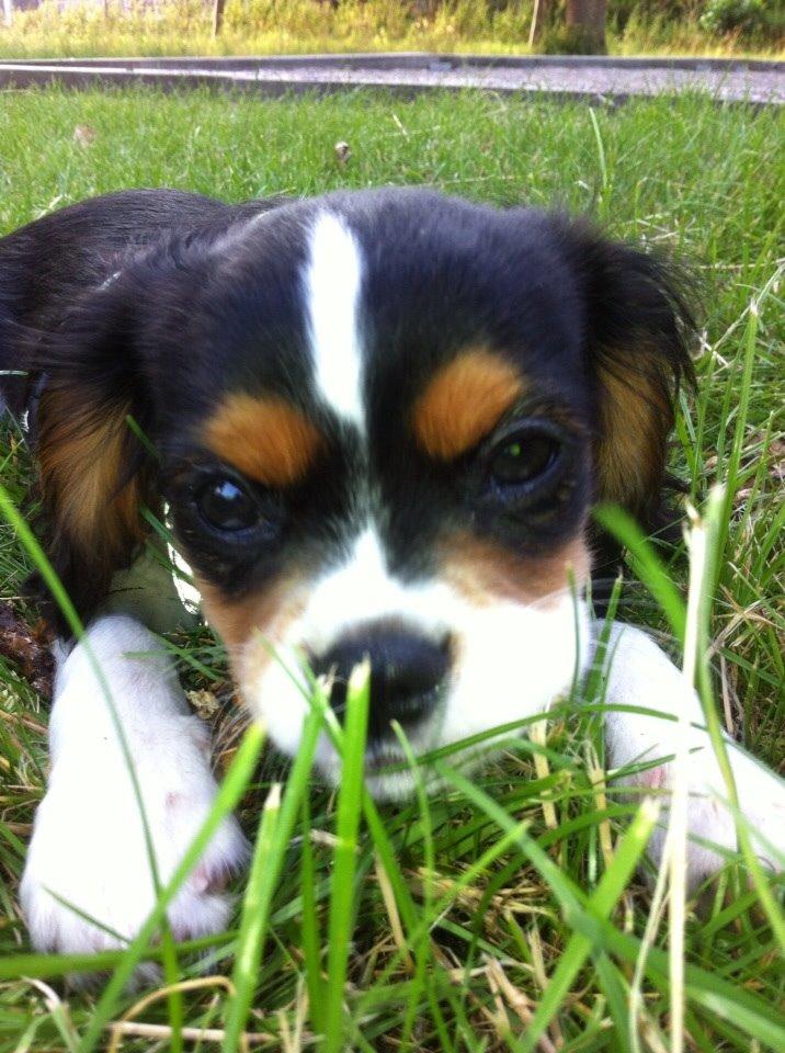 Cavalier king charles spaniel Luke billede 6