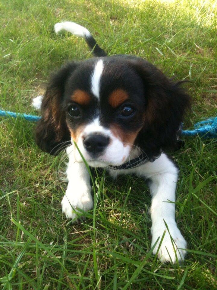 Cavalier king charles spaniel Luke billede 7