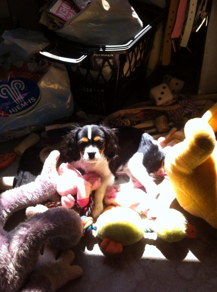 Cavalier king charles spaniel Luke billede 8