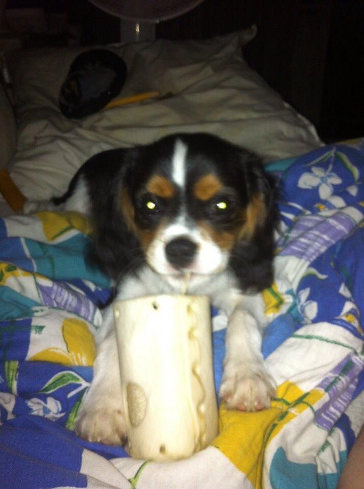 Cavalier king charles spaniel Luke billede 9