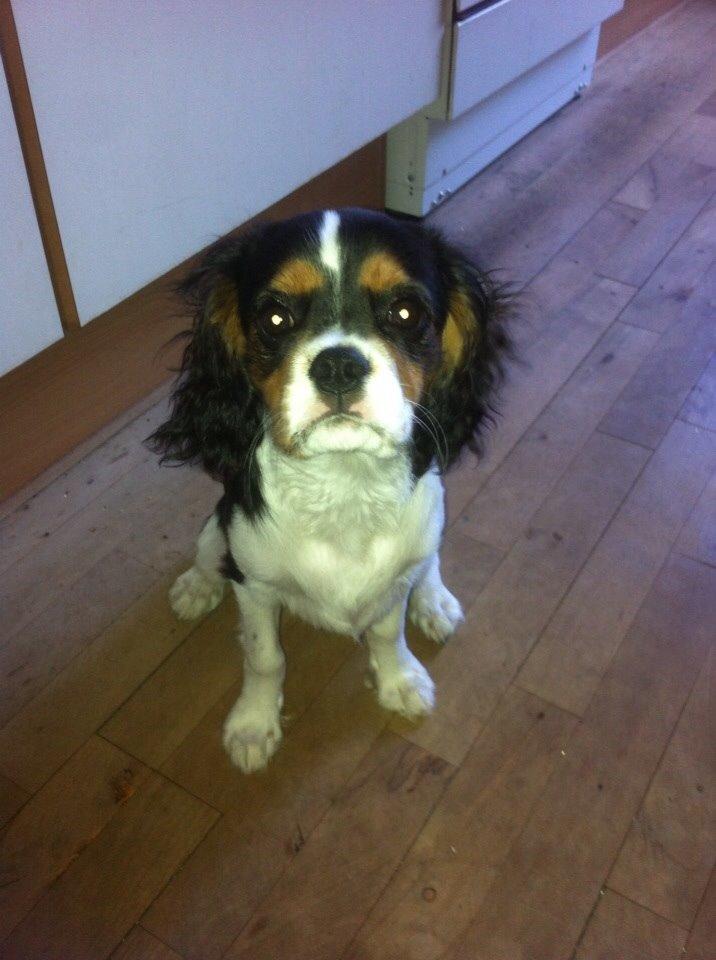 Cavalier king charles spaniel Luke billede 10