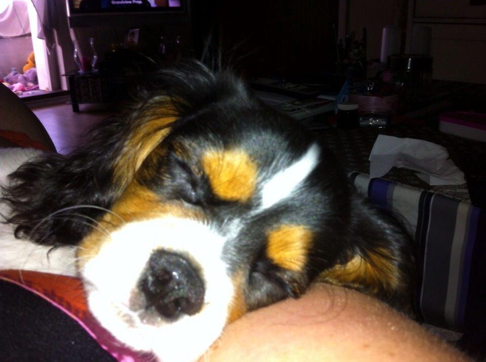 Cavalier king charles spaniel Luke billede 11