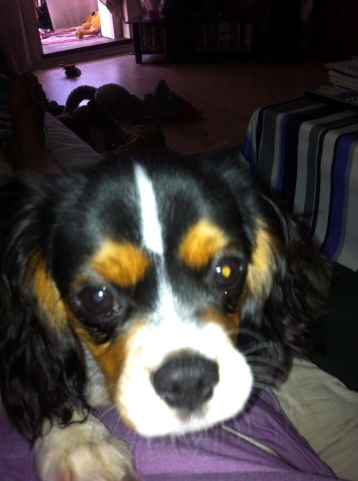 Cavalier king charles spaniel Luke billede 12