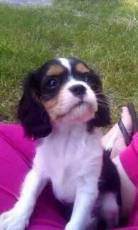 Cavalier king charles spaniel Luke billede 14