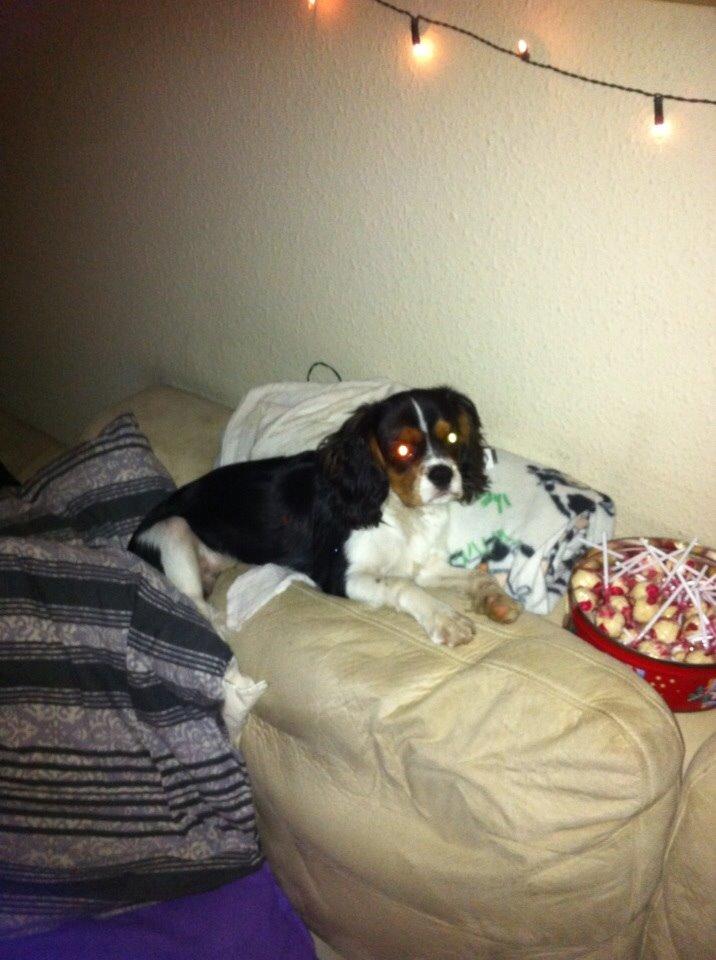 Cavalier king charles spaniel Luke billede 13
