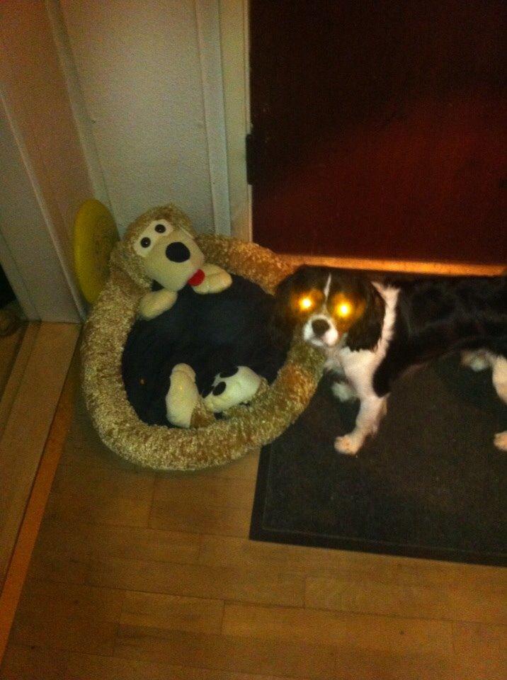 Cavalier king charles spaniel Luke billede 16