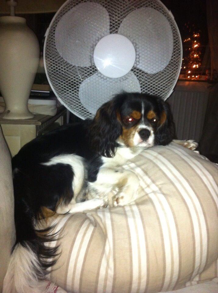 Cavalier king charles spaniel Luke billede 17