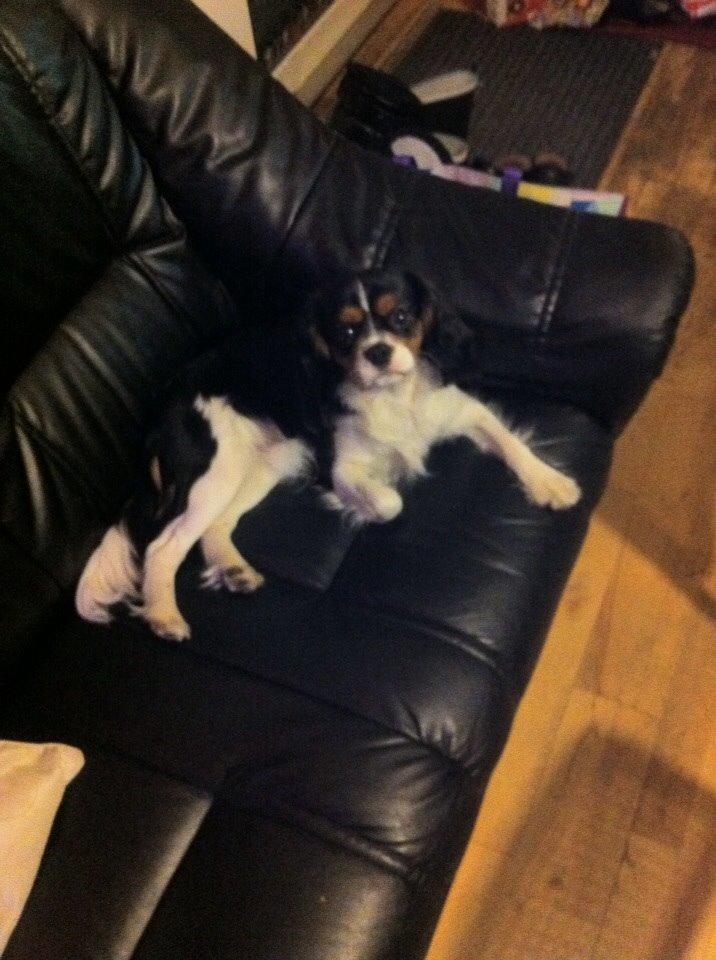 Cavalier king charles spaniel Luke billede 18