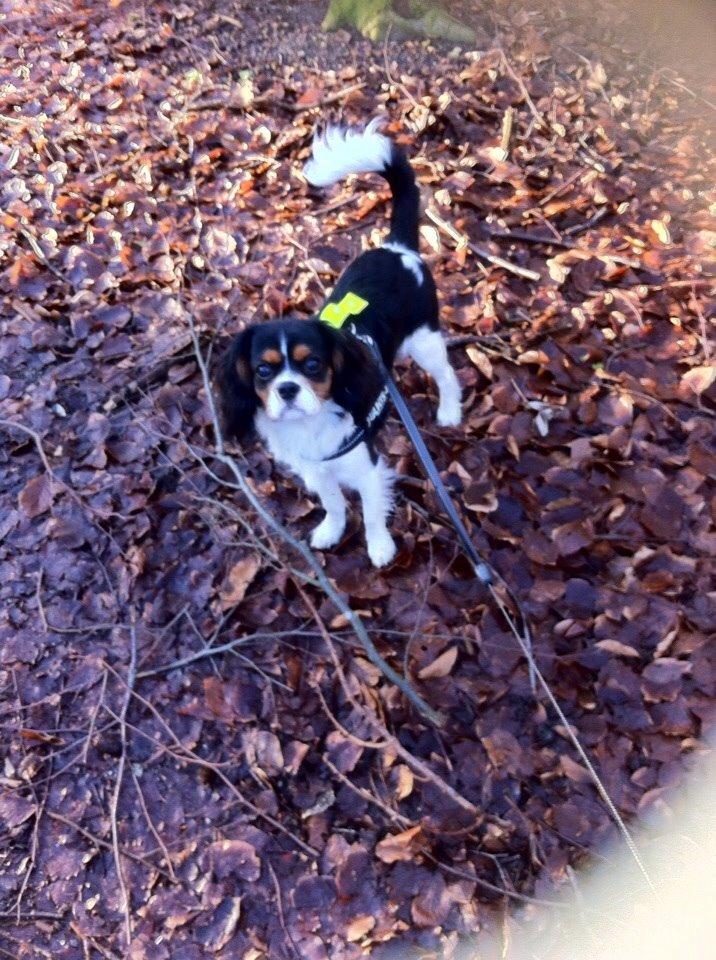Cavalier king charles spaniel Luke billede 19