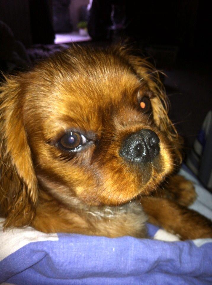 Cavalier king charles spaniel Bumle billede 1