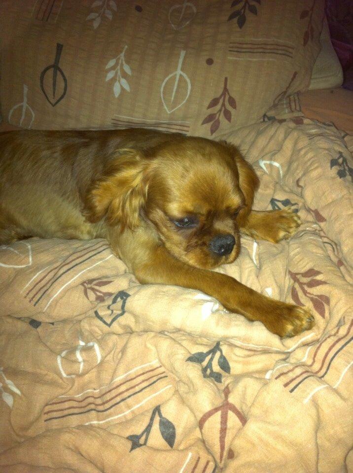 Cavalier king charles spaniel Bumle billede 2