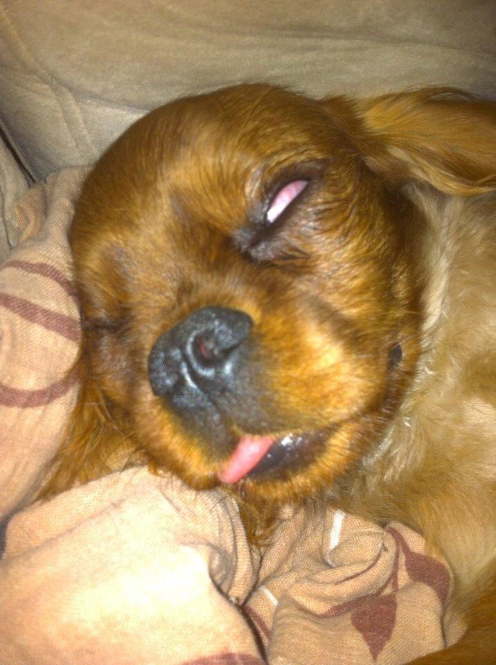 Cavalier king charles spaniel Bumle billede 4