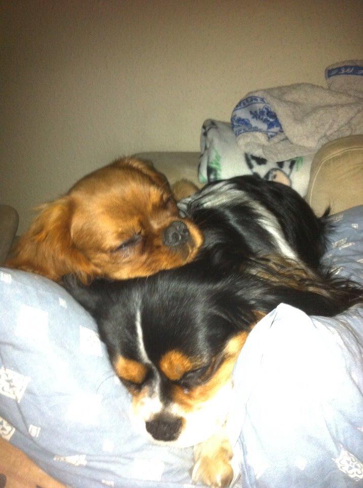 Cavalier king charles spaniel Bumle billede 5