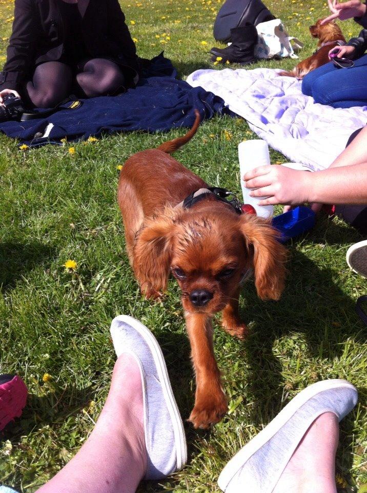 Cavalier king charles spaniel Bumle billede 3