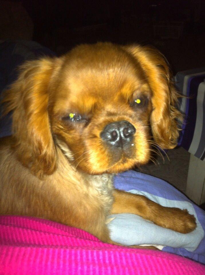 Cavalier king charles spaniel Bumle billede 6