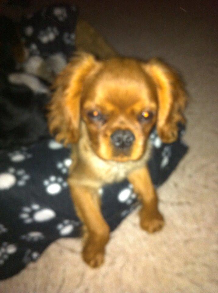 Cavalier king charles spaniel Bumle billede 7