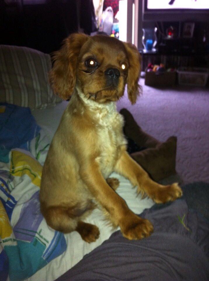 Cavalier king charles spaniel Bumle billede 9