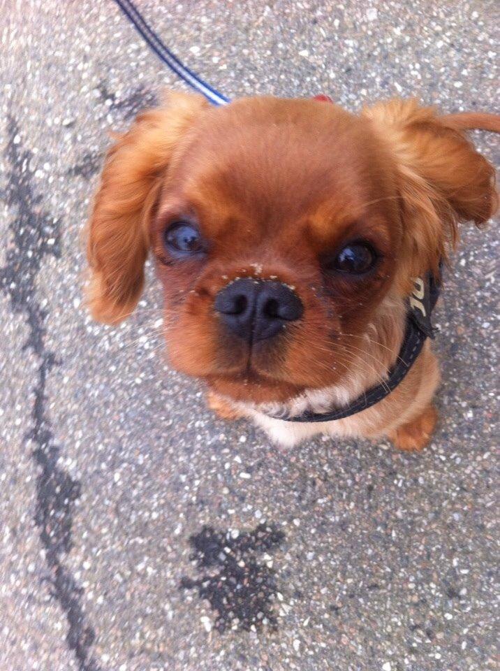 Cavalier king charles spaniel Bumle billede 8