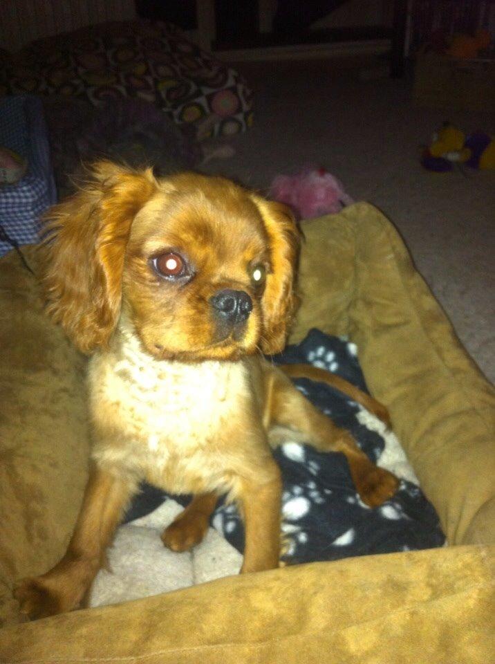 Cavalier king charles spaniel Bumle billede 11