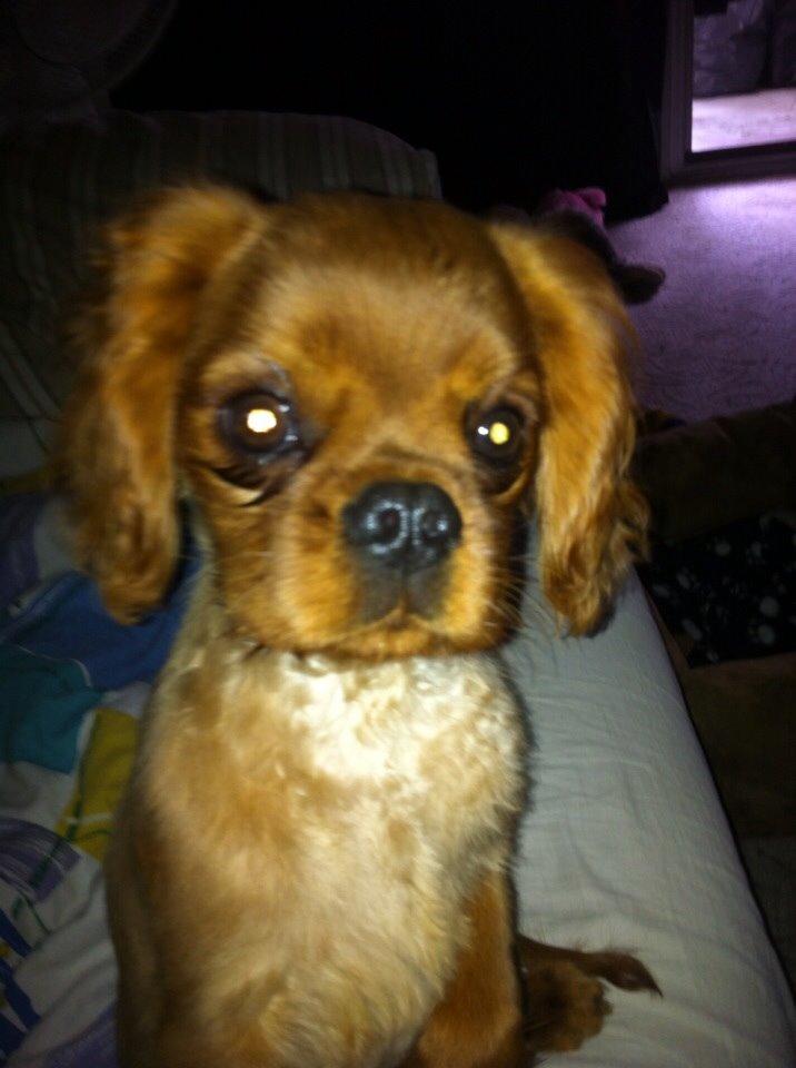 Cavalier king charles spaniel Bumle billede 10