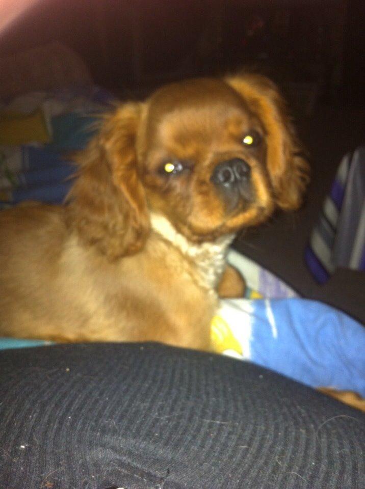 Cavalier king charles spaniel Bumle billede 13