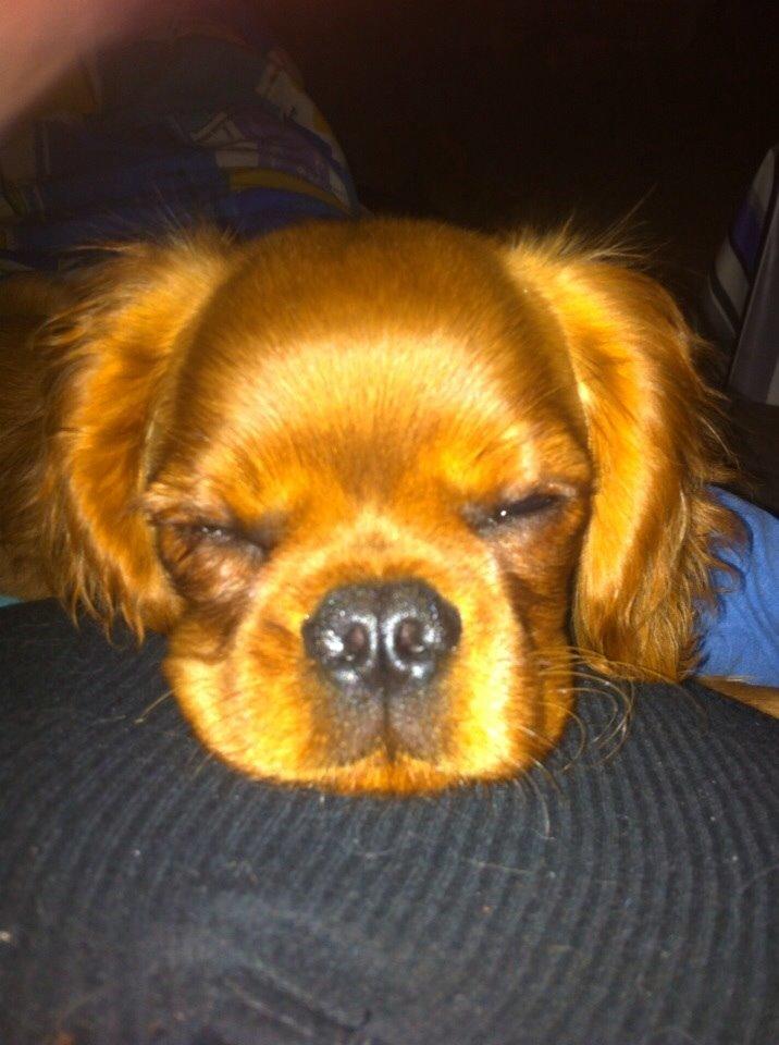 Cavalier king charles spaniel Bumle billede 12