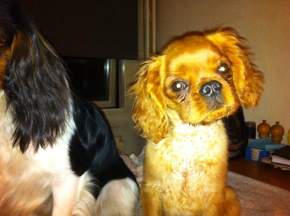 Cavalier king charles spaniel Bumle billede 14
