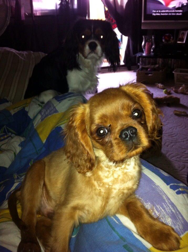 Cavalier king charles spaniel Bumle billede 16
