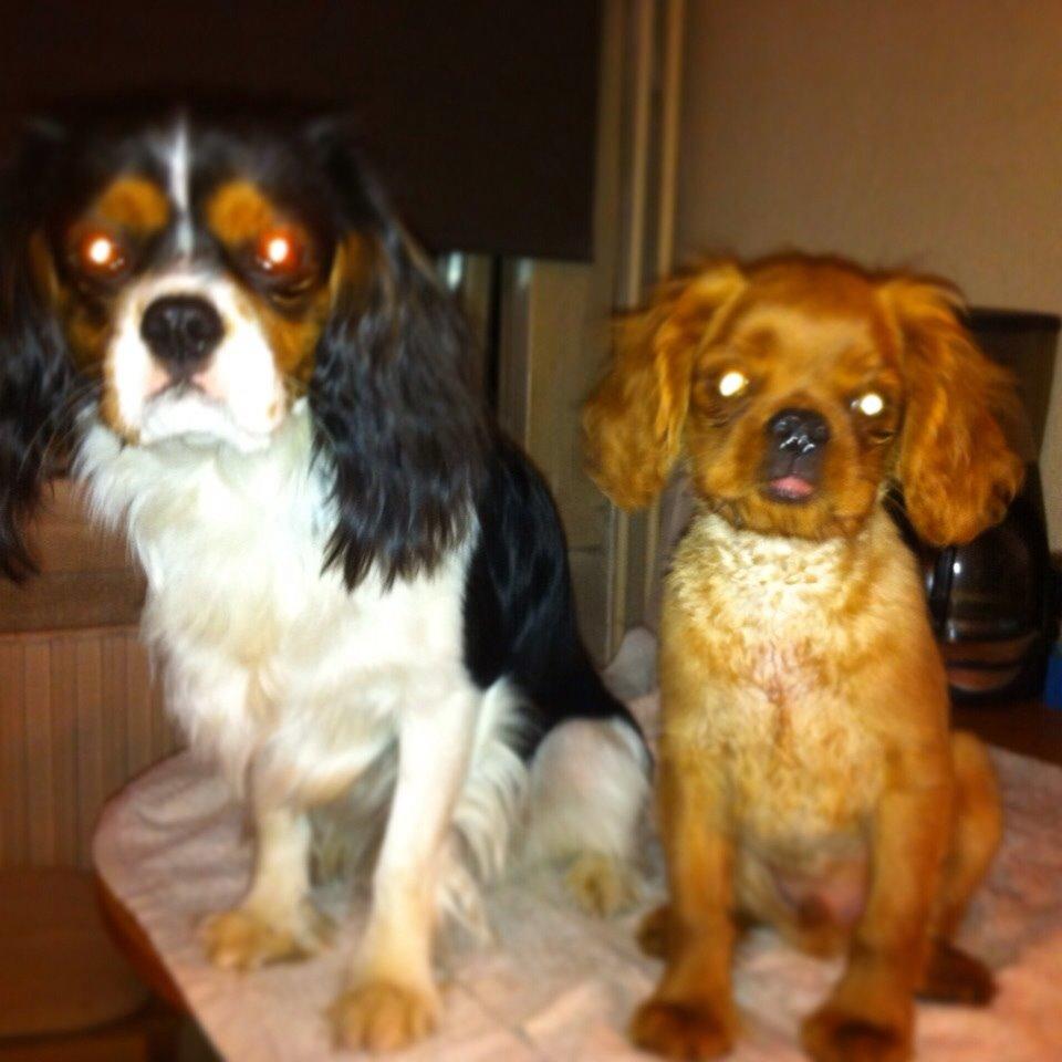 Cavalier king charles spaniel Bumle billede 15