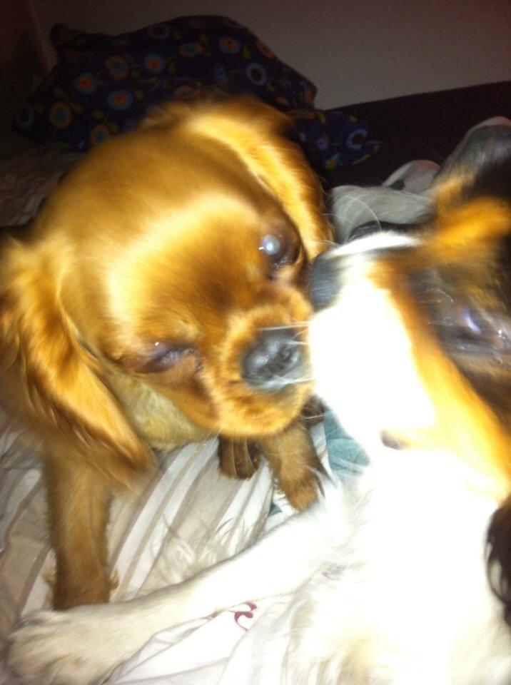 Cavalier king charles spaniel Bumle billede 17