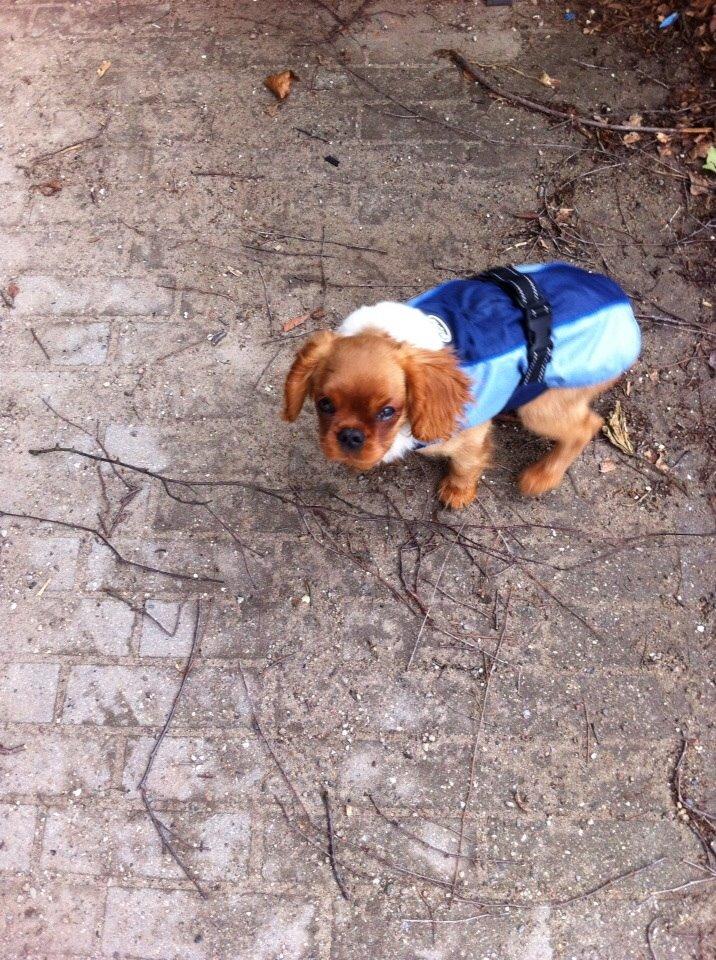 Cavalier king charles spaniel Bumle billede 19